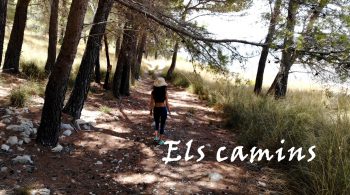 13. Camins