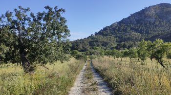 Los caminos
El amplio espacio natural con antiguos caminos permite alternativas de paseos contemplativos, de desinhibición o deportivos. Caminos de subida en algún monte o con desniveles más suaves para no forzar la condición física. Caminos de sombra o de sol, según sea invierno o verano.